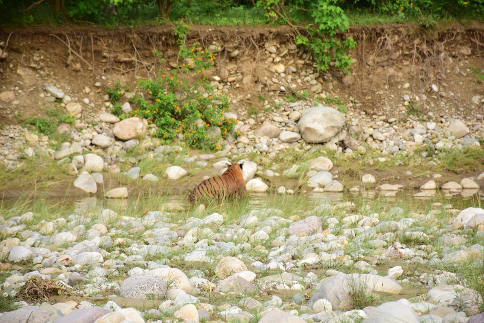 tiger taking rest after fight with another tiger