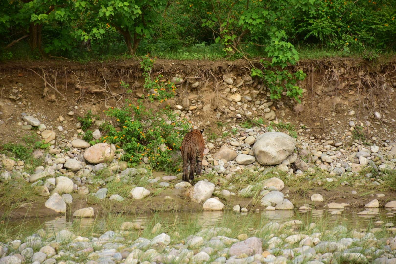 tiger taking rest after fight with another tiger
