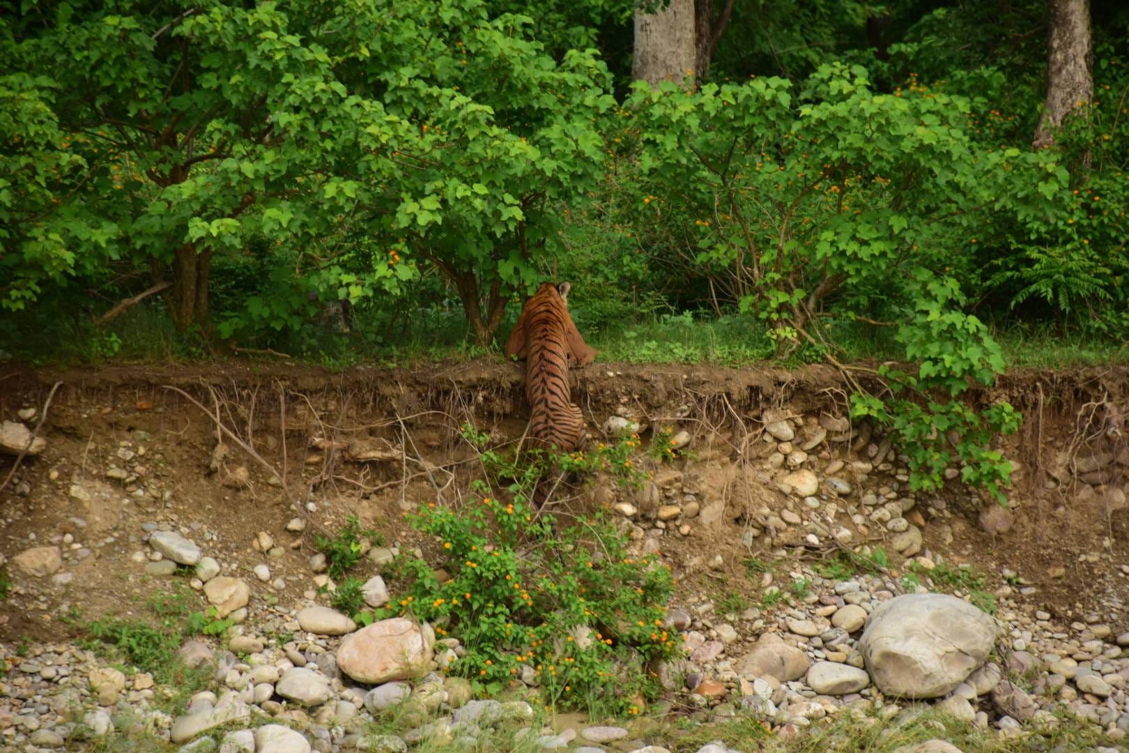tiger taking rest after fight with another tiger