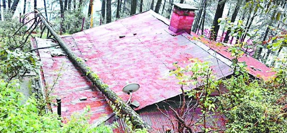 tree falls on govt residence in shimla