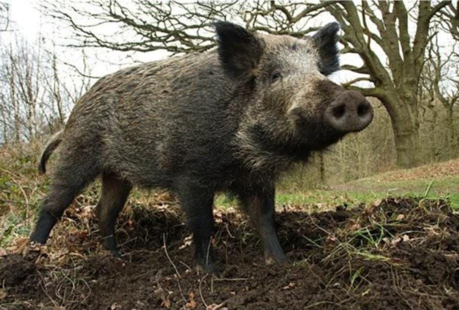 wild boar attack on old man
