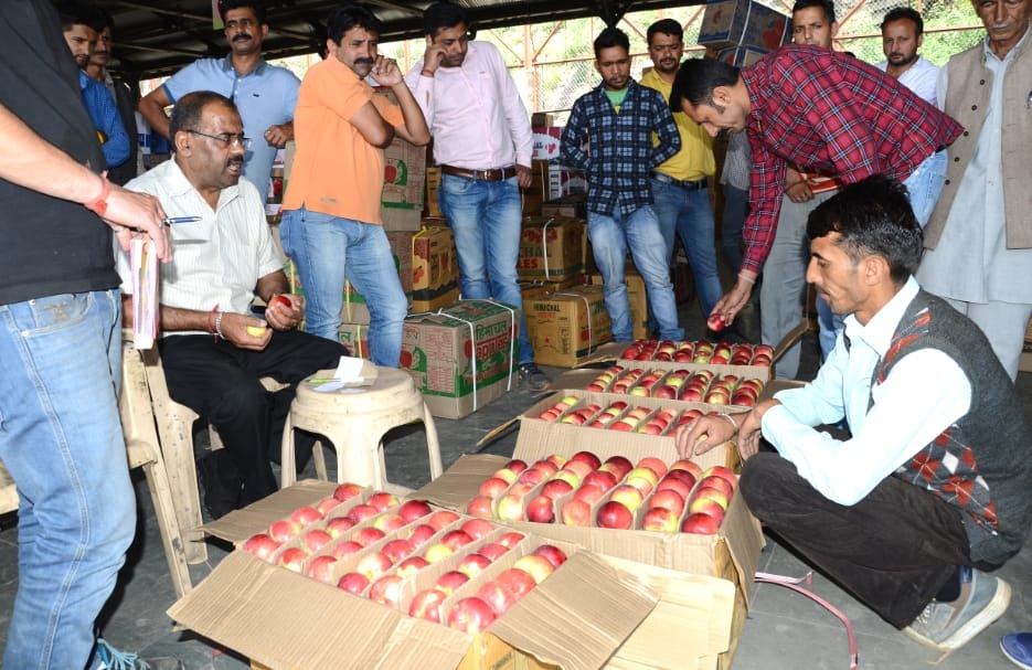 Double rate to Kullu Royal Apple in Azadpur Mandi delhi.