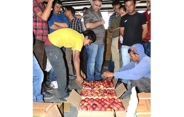 Himachali spur apple came in Market.