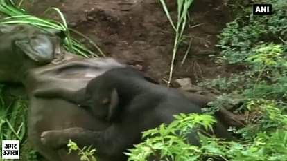 Heart rending sight: Elephant tries to wake up its dead mother