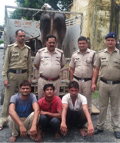 Cattle smuggler caught in Kashipur