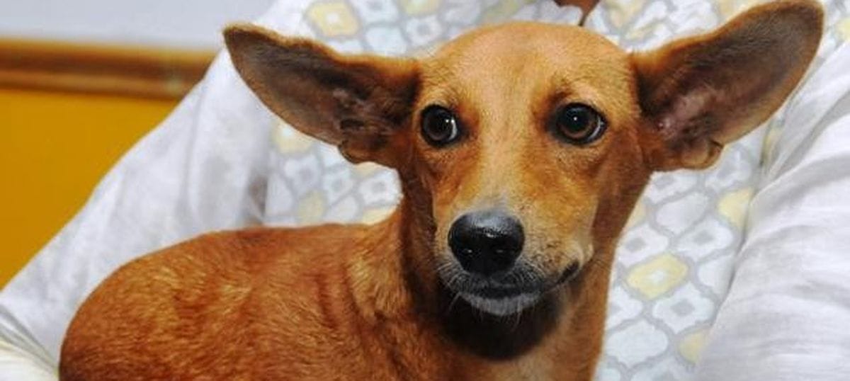 Panchkula, Dog bites, Sector-7panchkula, 11 Peoples, Dog Stroligestion