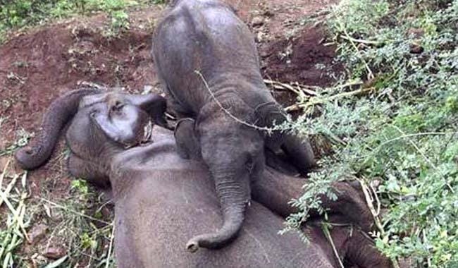 Heart-Breaking Video of a Baby Elephant Tries To Wake Up Dead Mom