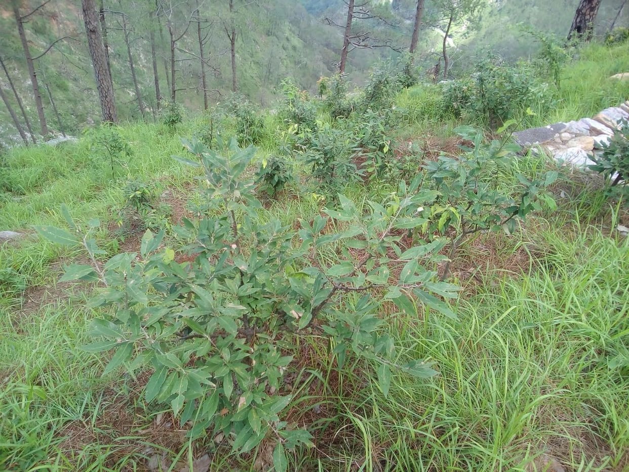 Prevent outbreaks of mountain pine oak.