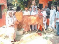 calf, milk, people socked, kaithal