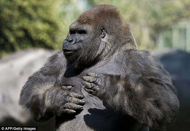 death of gurrila in mexico, zoo is mourning