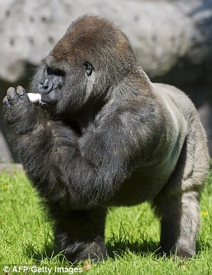 death of gurrila in mexico, zoo is mourning