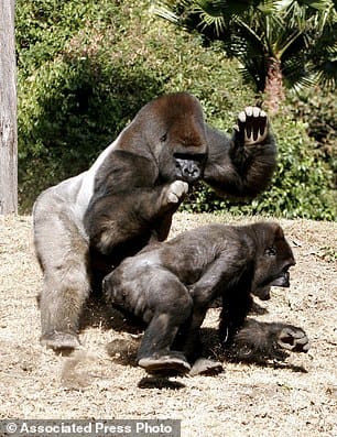death of gurrila in mexico, zoo is mourning