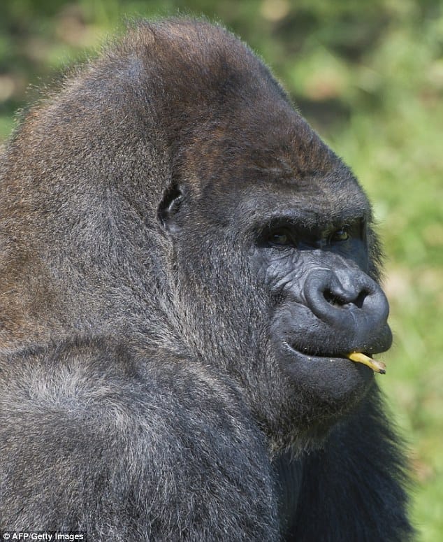 death of gurrila in mexico, zoo is mourning