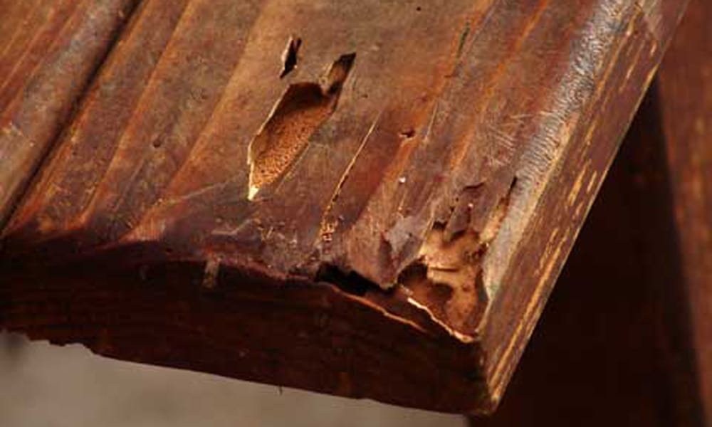 home remedies for termites