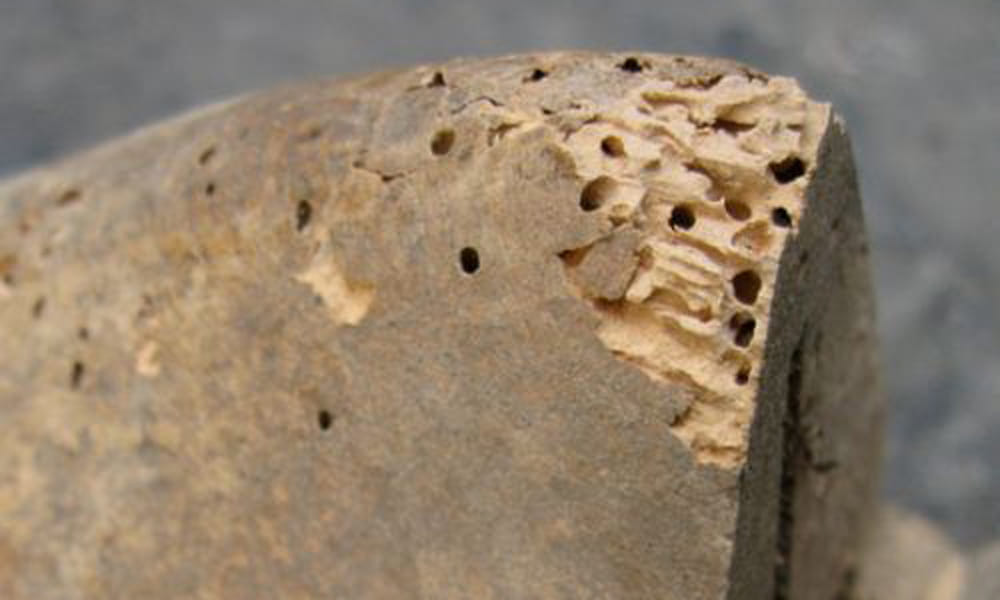 home remedies for termites