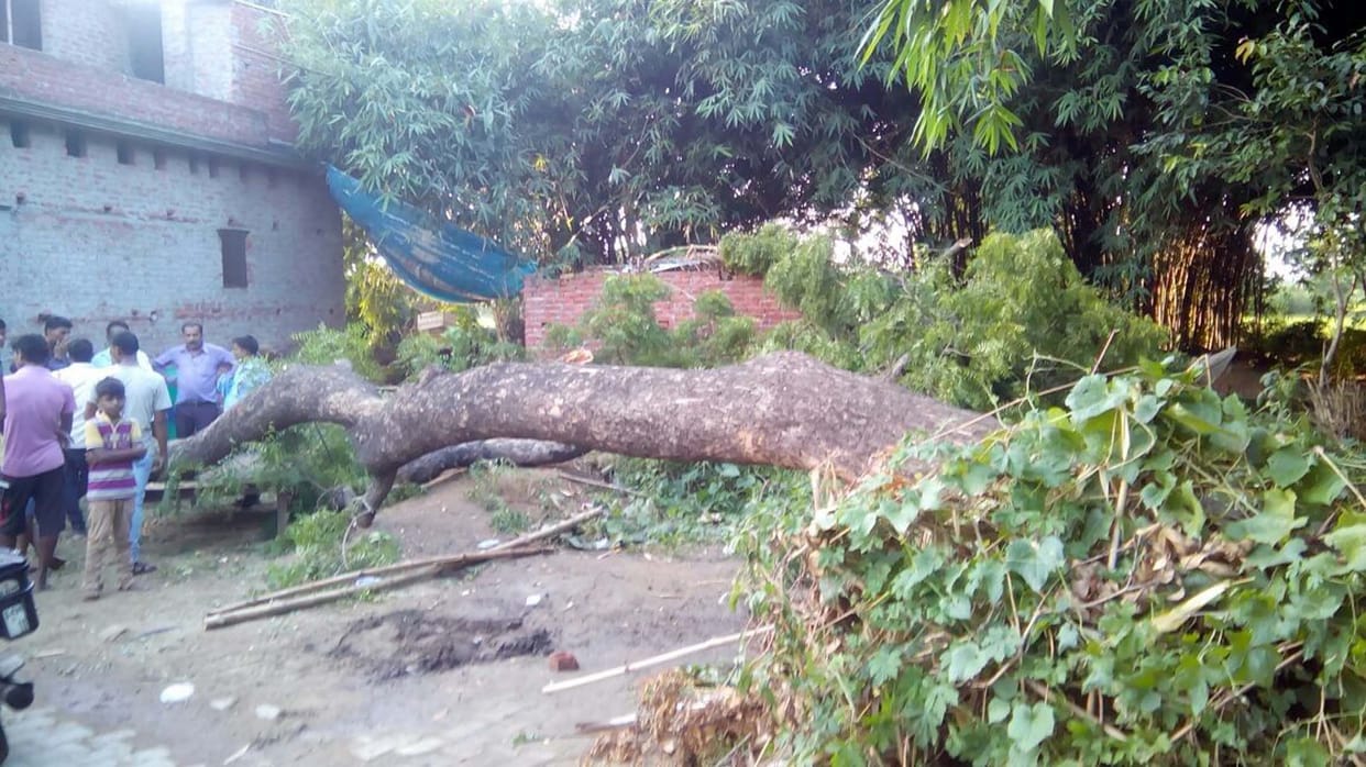 tree fell down, a boy died