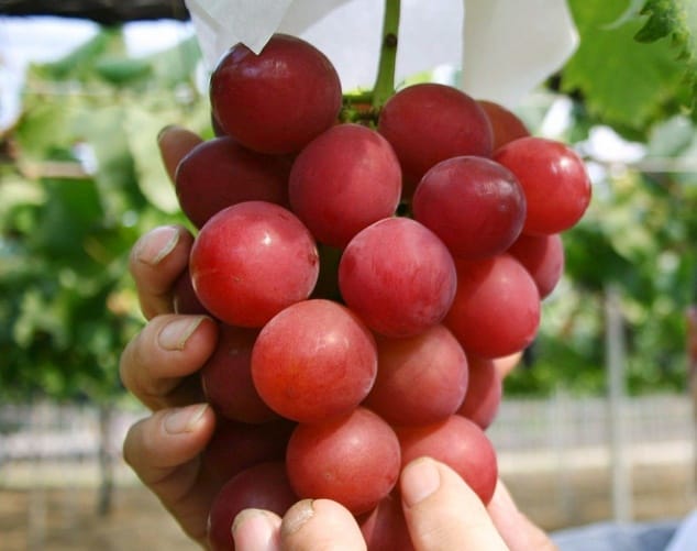 grapes sold in japan at 8350 pounds 