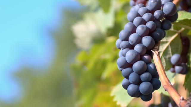grapes sold in japan at 8350 pounds 