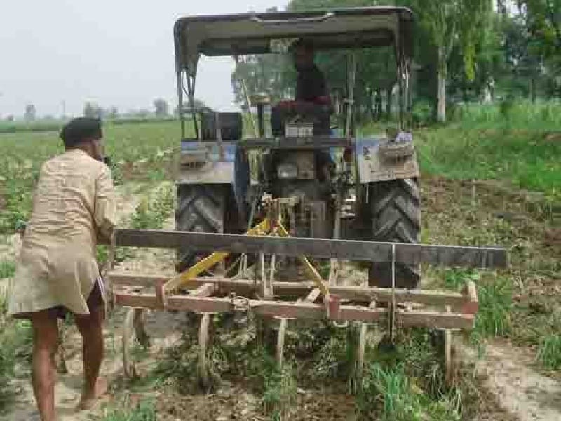 Havoc of white fly, farmer, crop, cultivated, Sangrur