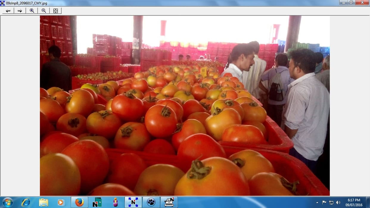 tamater make big money in solan