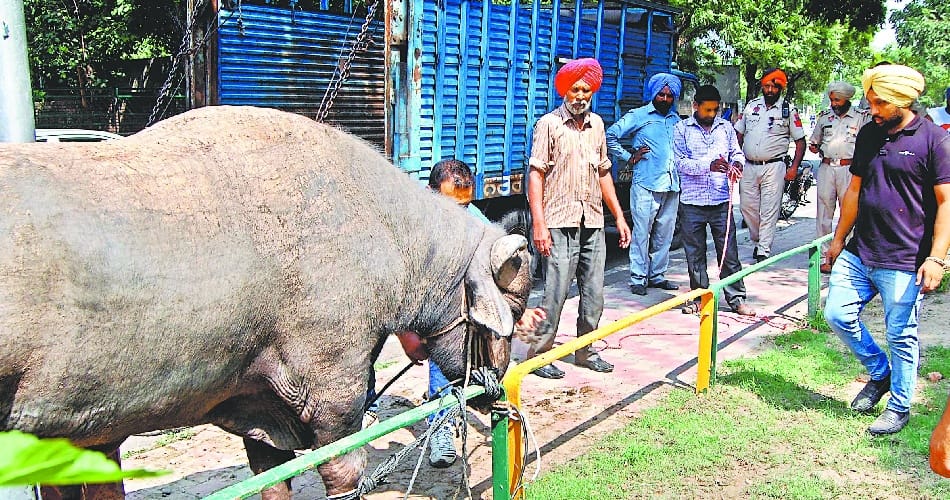 buffalo terror, two bike riders injured, mohali phase two, mohali police, mohali