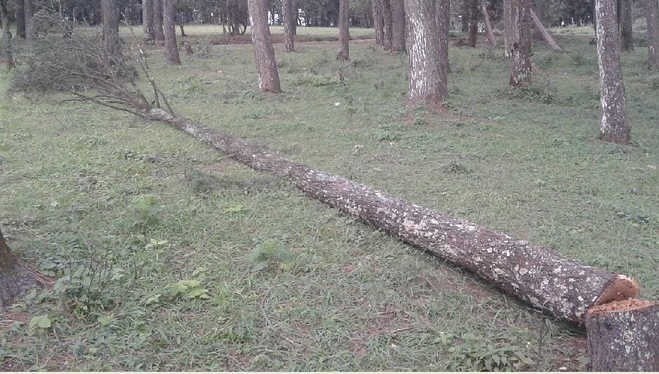 devdar tree fell down