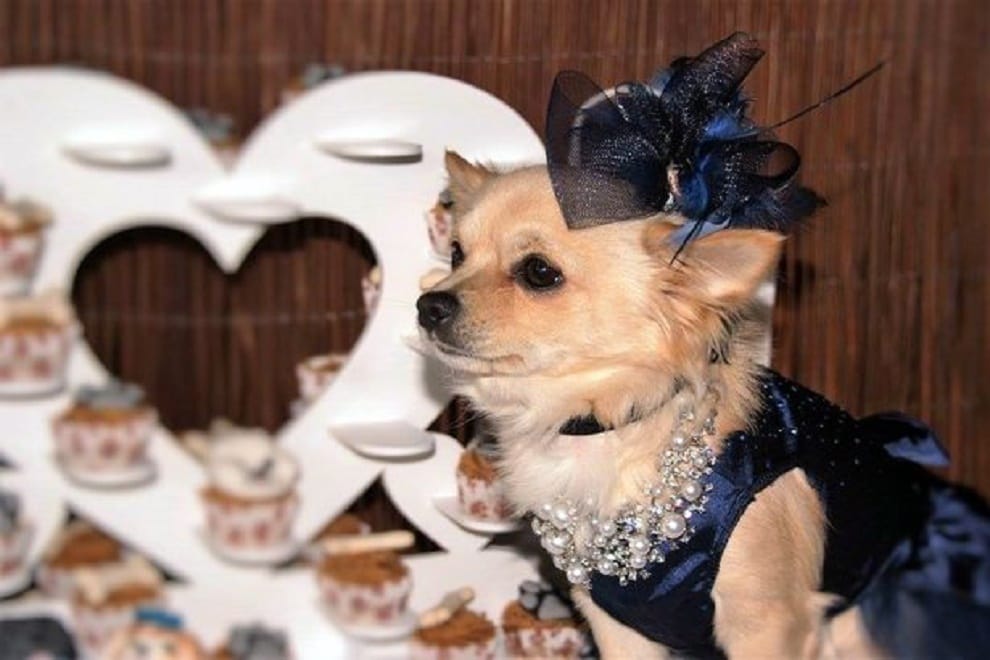 dog owner spends thousands of money on dogs wedding