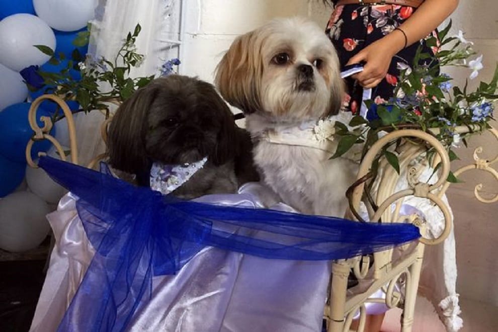 dog owner spends thousands of money on dogs wedding