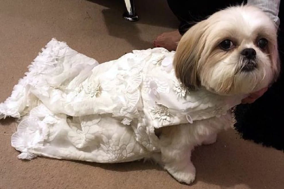 dog owner spends thousands of money on dogs wedding