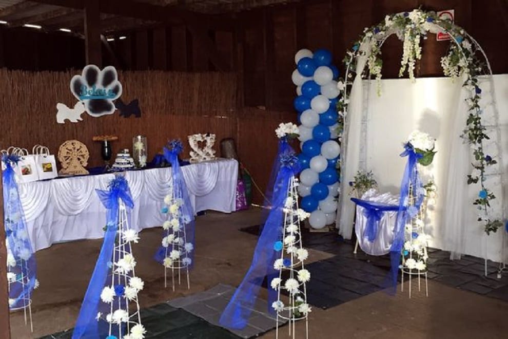 dog owner spends thousands of money on dogs wedding