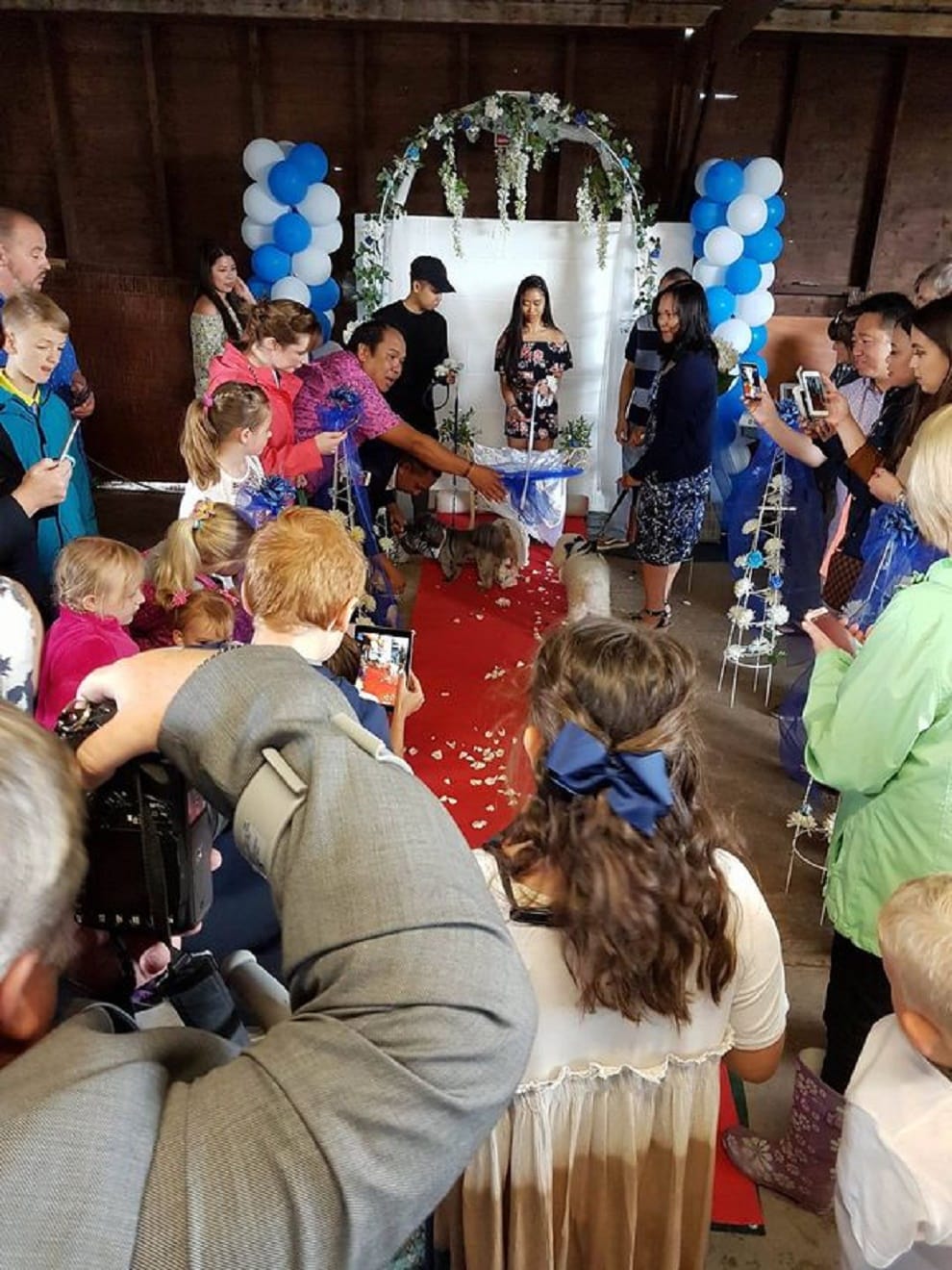 dog owner spends thousands of money on dogs wedding
