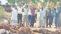 dead, dead animal, road, dead body, fatehabad, harayana