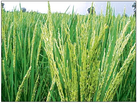 Kharif crops will be stored for two per cent of premiums