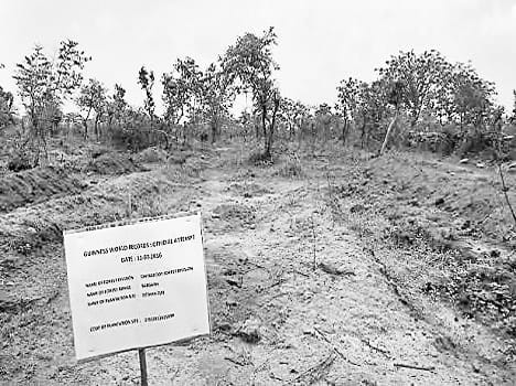 Half and half crore 13 lakh saplings will