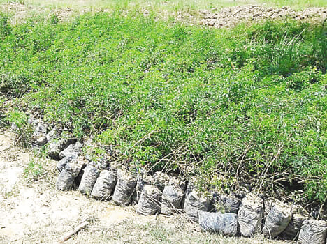 521 hectares of land will be green