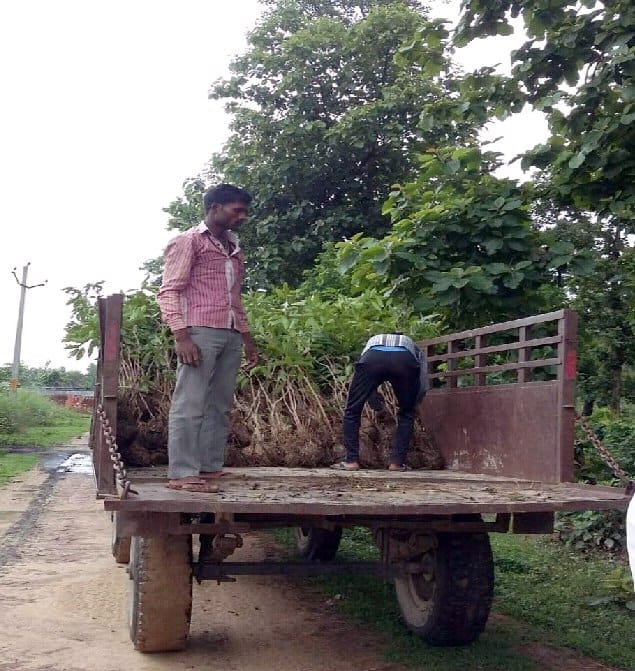 119 places over 12 million saplings will be planted today