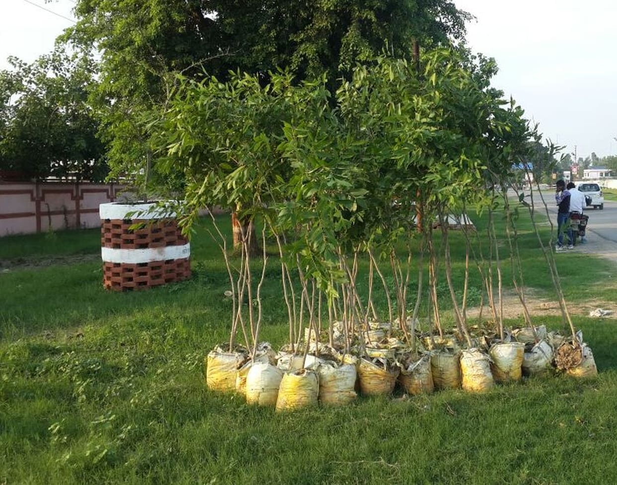 Plants planted in memory of former Union minister