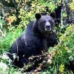 Bear enters BSNL office in Sikkim attacks resting engineer