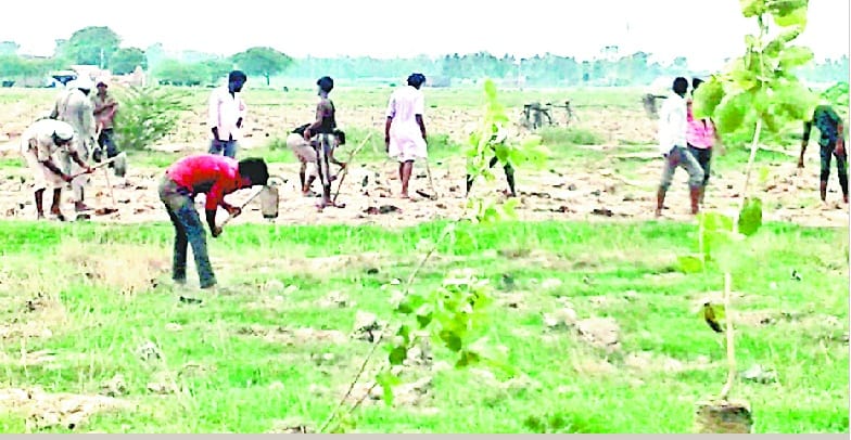 clean up grean up : plantation