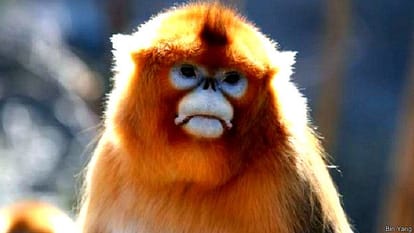 Do animals commit suicide?