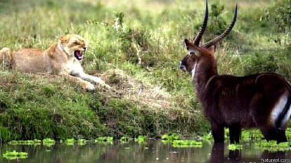 Do animals commit suicide?