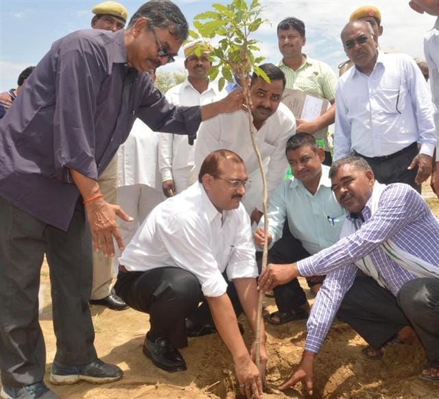 4.08 lakh saplings in 24 hours of the campaign