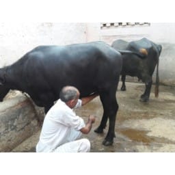 milk, bufallo, jind, witout  foeit, jind