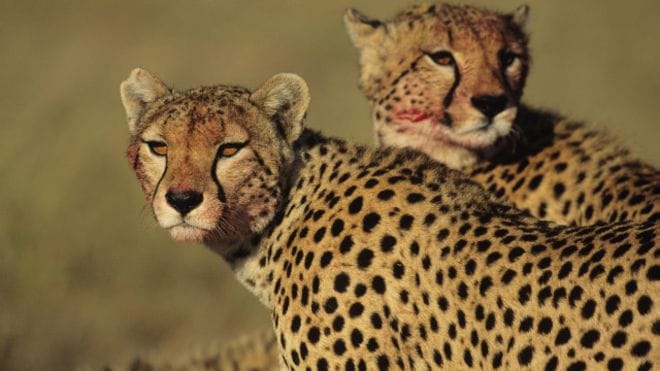 last cheetah killed in chattisgadh