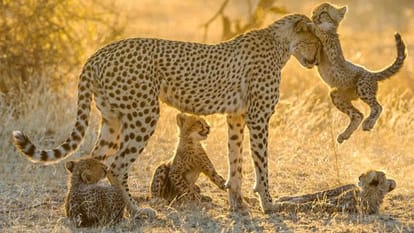 last cheetah killed in chattisgadh