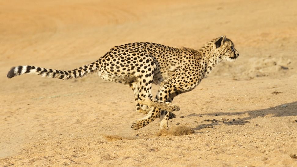Cheetah Runs Speed Of 100 Kmph In Three Seconds Twice The Speed Of