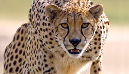 last cheetah killed in chattisgadh