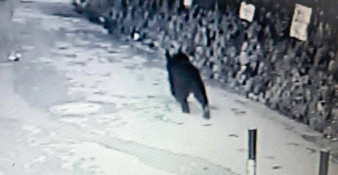 himalayan bear seen in nainital