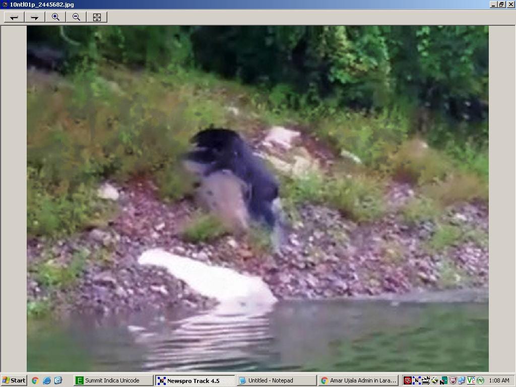Himalayan bear came Nainital