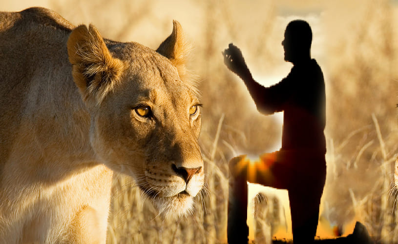  drunk man propose lioness in cage 